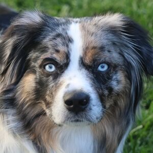 Hi! I am Debbie & this is Piper. We hope that you are enjoying Fall.